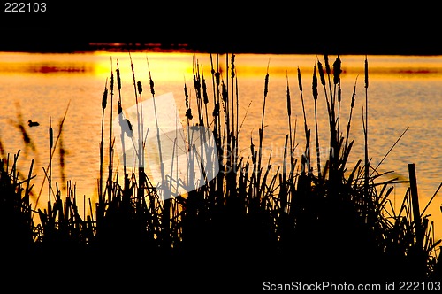 Image of sunset cattails