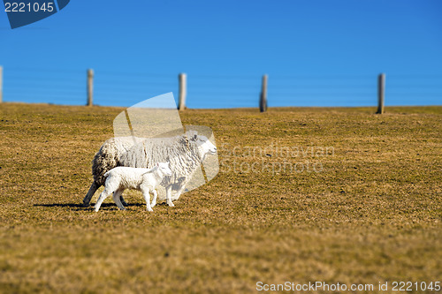 Image of Sheep with lamb