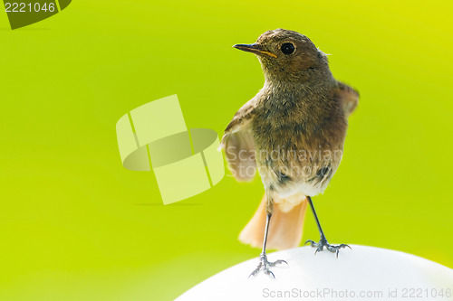 Image of Bird is sitting