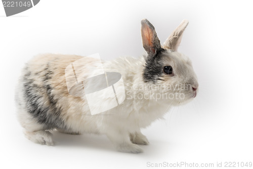 Image of Rabbit on white background