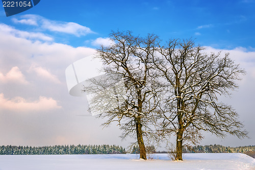 Image of Two trees in winter landscape