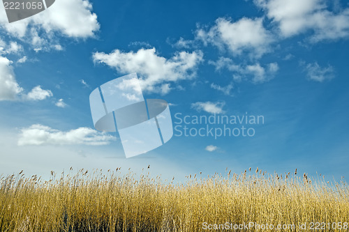 Image of Golden dune grass