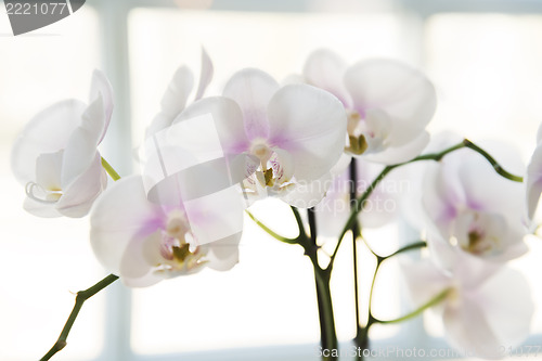 Image of White orchids