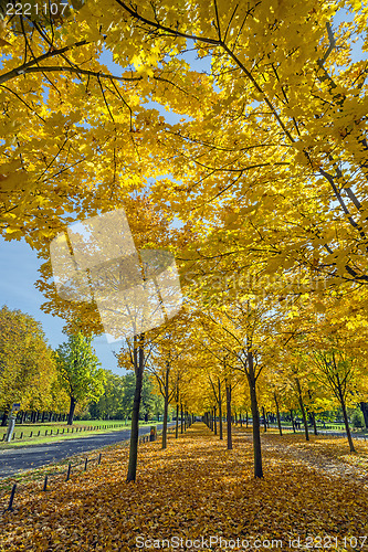 Image of Yellow trees in Dresden Germany