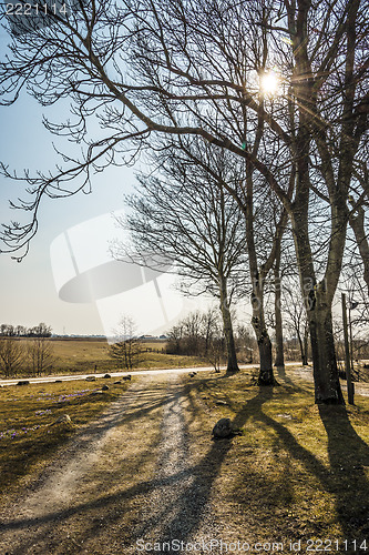 Image of Trees against the light