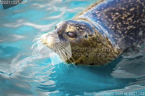 Image of Gray seal in blue water