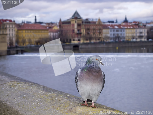 Image of Pigeon on Charles Bridge