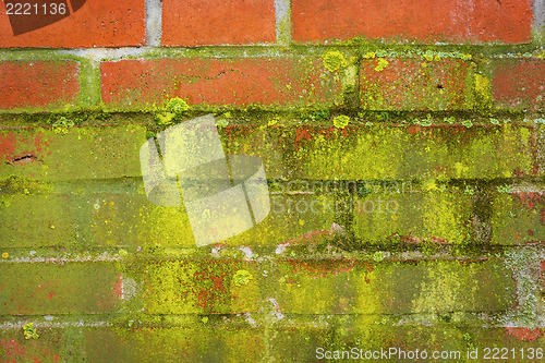 Image of Green moss on a red wall