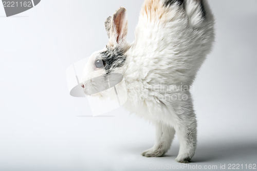 Image of rabbit runs on two front paws
