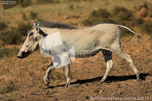 Image of warthog parade