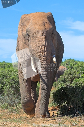 Image of big elephant
