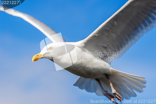 Image of Seagul with blue sky