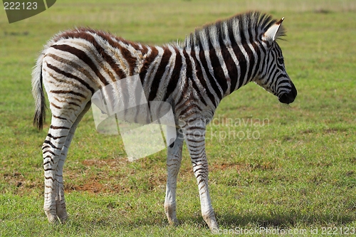 Image of zebra fowl