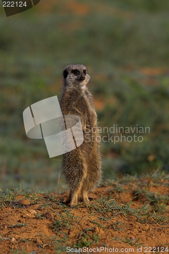 Image of Alert Meerkat