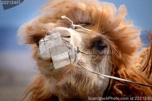 Image of Portrait of a Mongolian camel