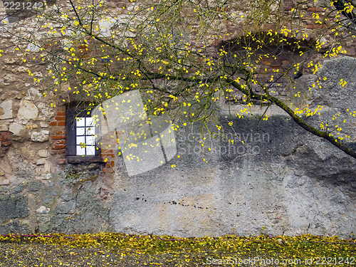 Image of Autumn tree with old wall