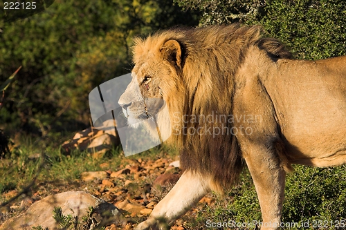 Image of male lion