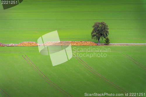 Image of Wood pile with tree