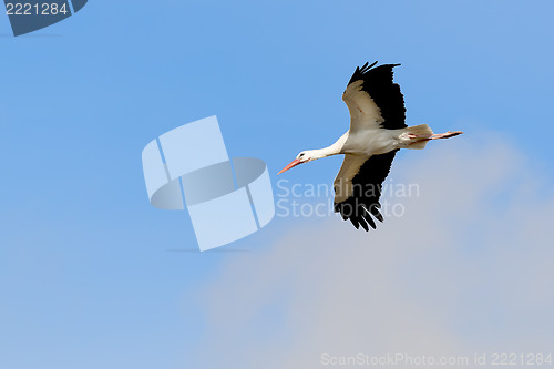 Image of Flying stork