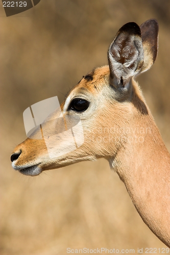 Image of impala closeup