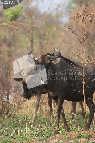 Image of Blue wildebeest