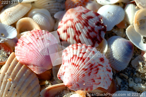 Image of colorful seashells