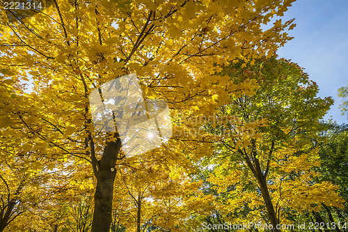 Image of Colored trees in Dresden Germany