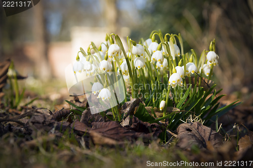 Image of Snowdrops in spring