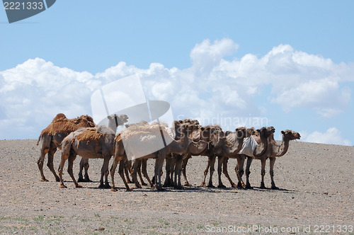 Image of herd of camels