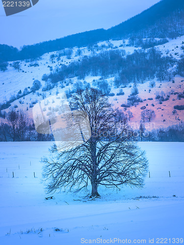 Image of Winter landscape with tree and sunbeam