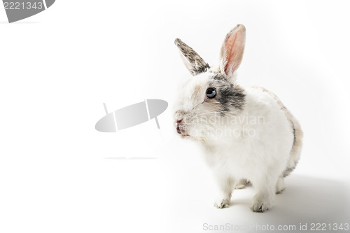 Image of Rabbit on white background