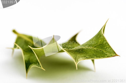 Image of Leaf on white background
