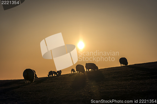 Image of Flock of sheep at sunset