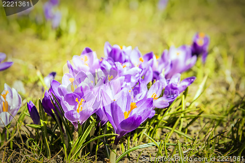 Image of Crocus flowers