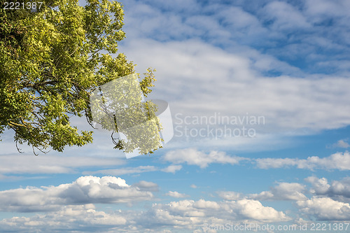 Image of Tree with clouds