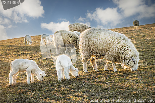 Image of Flock of sheep and lambs