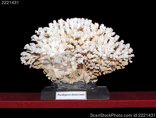 Image of beautiful coral displayed on dark background