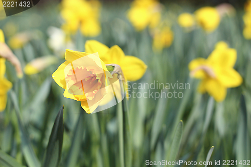 Image of beautiful yellow narcissus