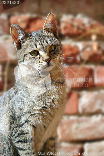 Image of cat over wall background