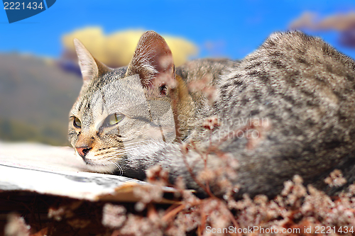 Image of cat relaxing