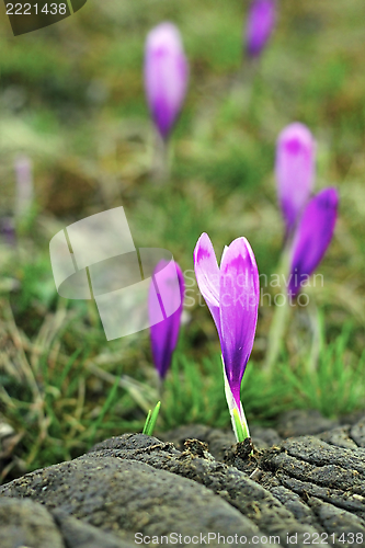 Image of crocus and natural fertilizer