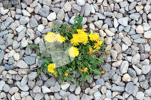 Image of dandelion growing from gravel