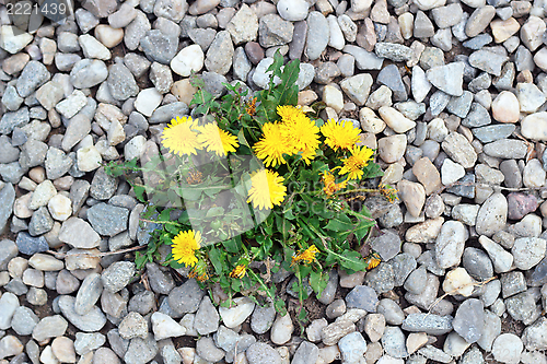 Image of dandelion growing from gravel
