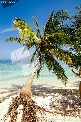 Image of Exotic palm trees on white sand beach. Luxury resort.