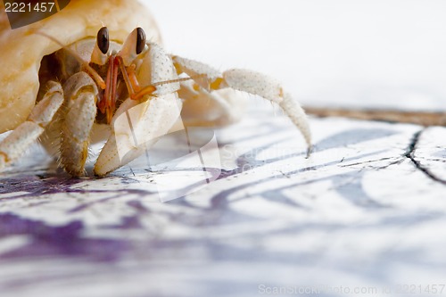 Image of Small Hermit Crab of Cinnamon Island, Maldives