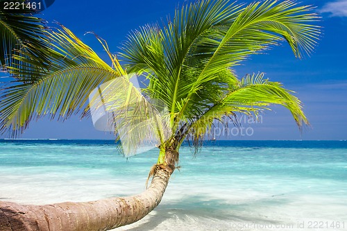 Image of Exotic palm trees on white sand beach. Luxury resort.