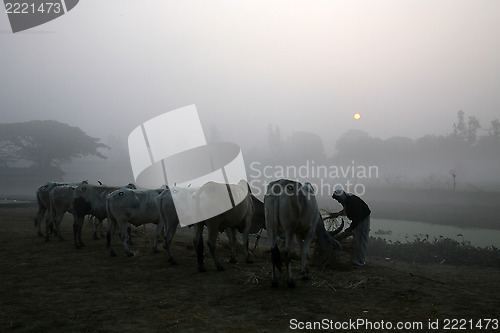 Image of Misty morning in the Bengal countryside Kumrokhali