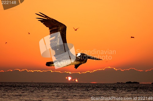 Image of sunset over ocean closeup of pelican flying