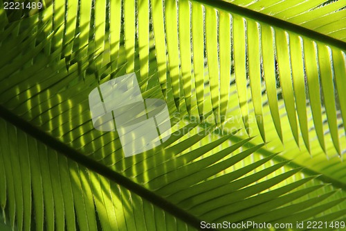 Image of plam tree leaf texture 