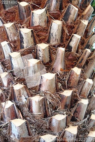 Image of palm tree texture